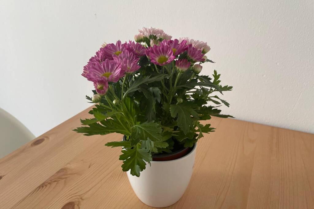 Cosy Studio Near Central Station Apartment Vienna