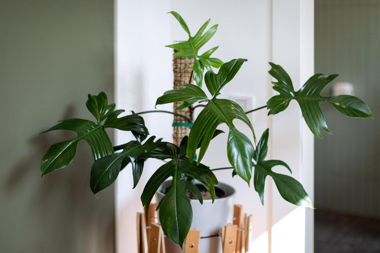 Urban Jungle