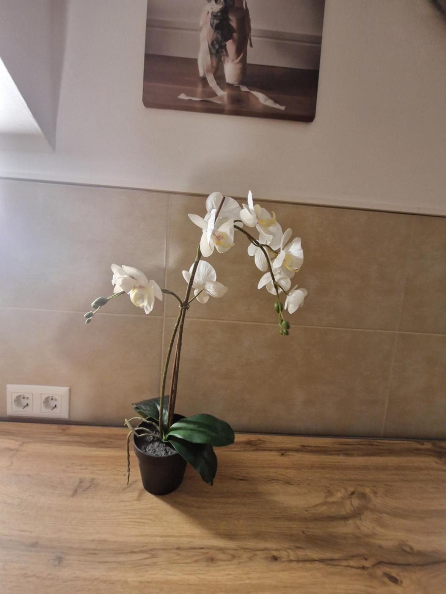 Apartment Gent Vienna