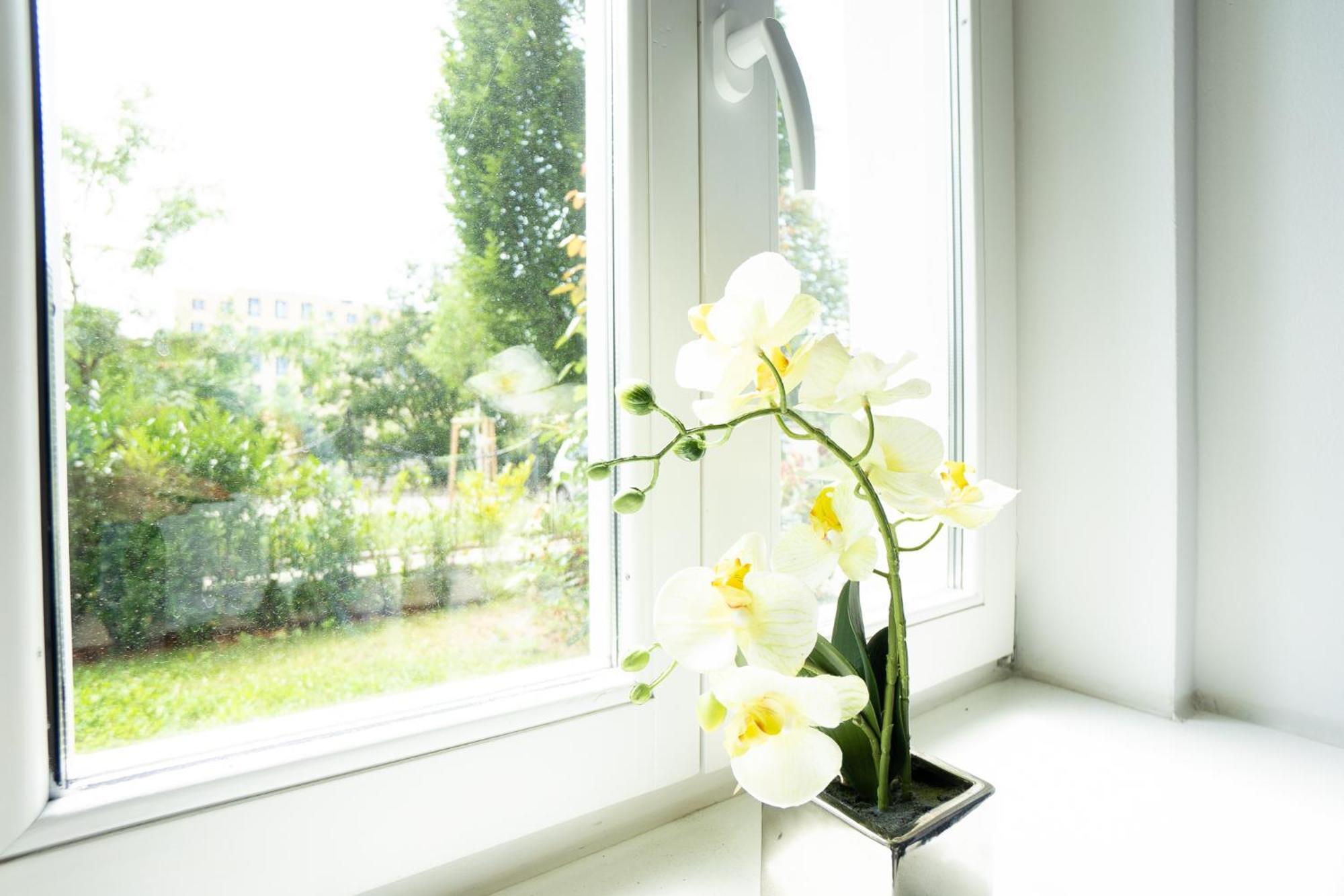 Dainn Schoenbrunn * Vienna