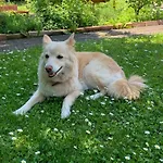 Hawei in Vienna