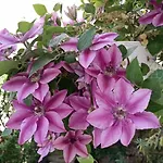 Pia\'S Gardenview