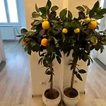 Apartment Opera