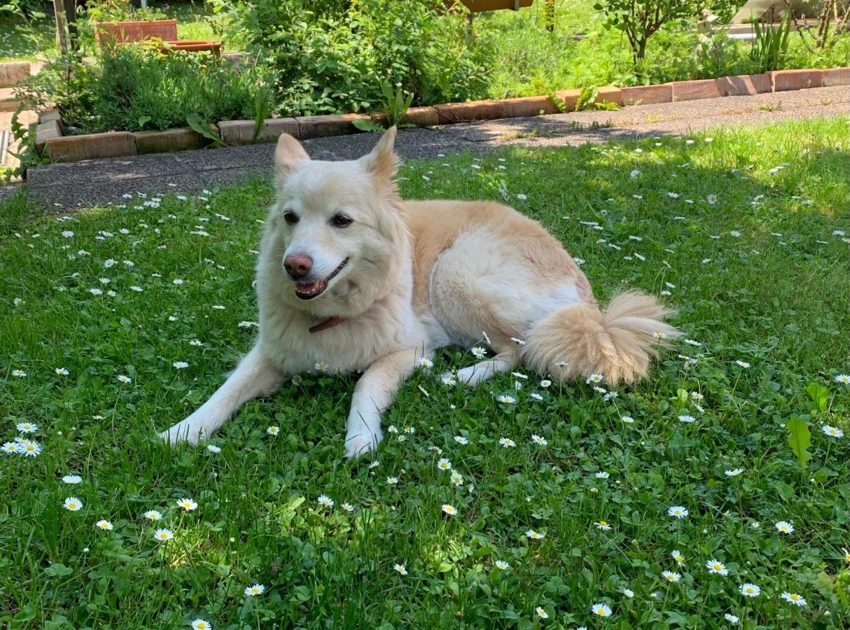Appartamento Christl - Mit Garten Und Pool Zur Mitbenutzung *