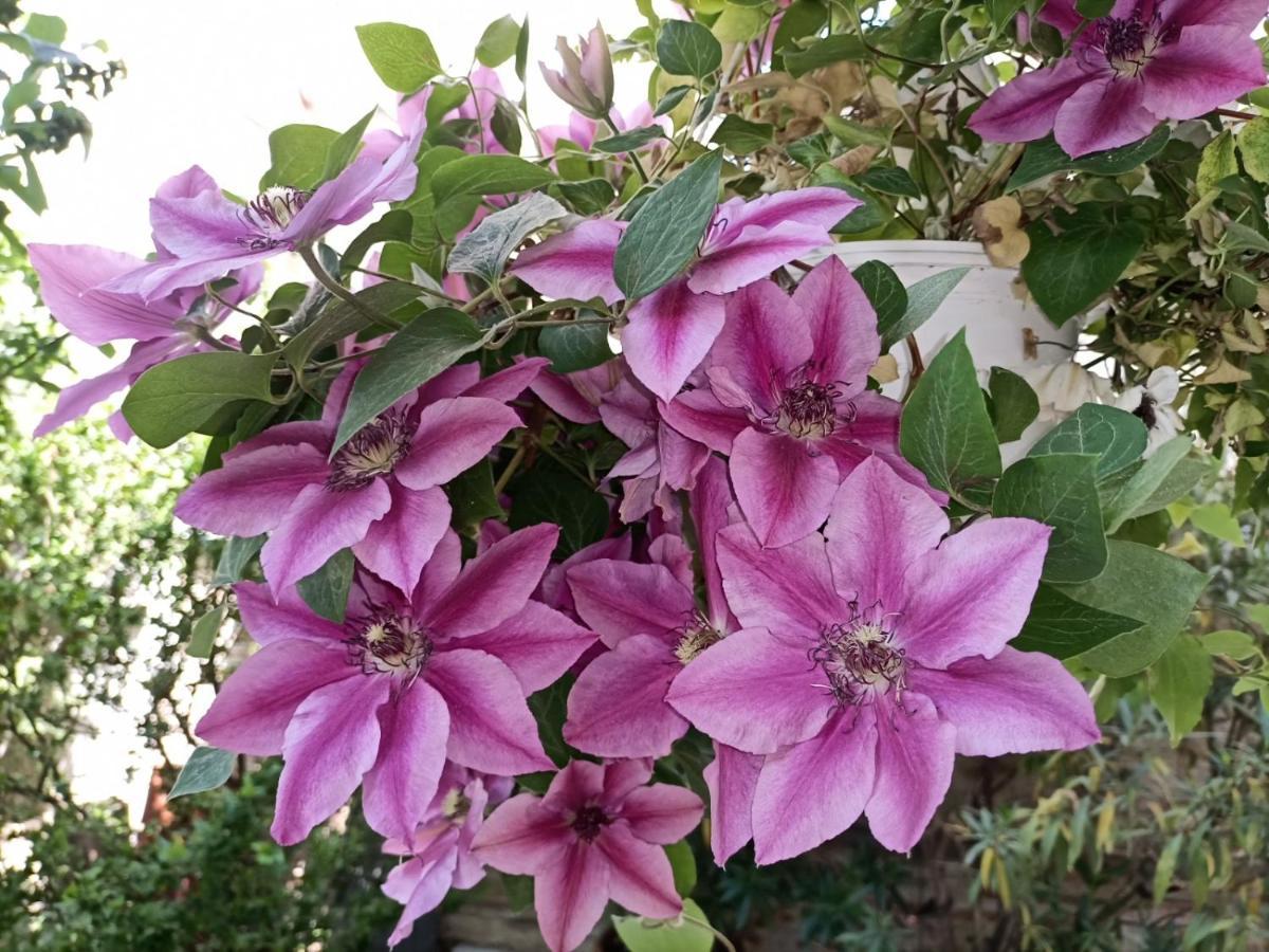 Pia's Gardenview Apartamento