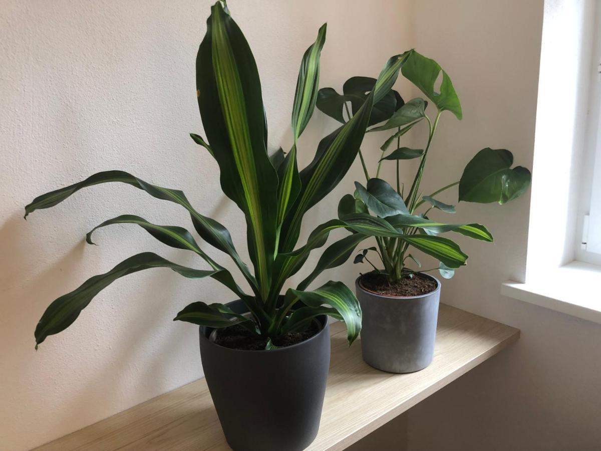 2 Mit Terrasse! Schonbrunn-nahe