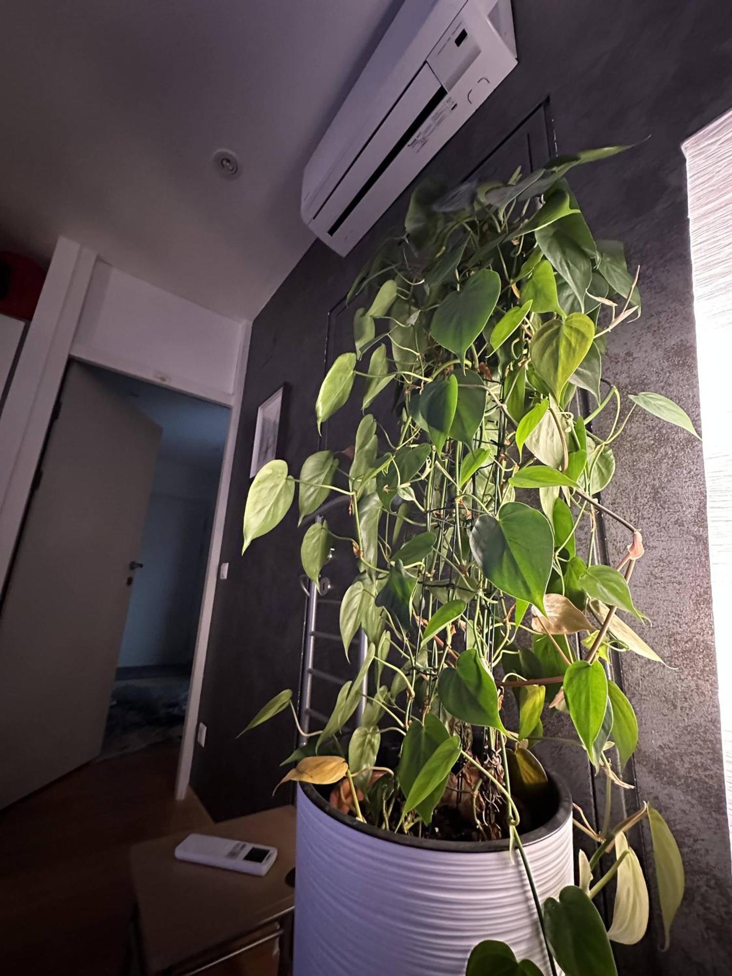 Apartamento City-penthouse Mit 4 Terassen Und Whirlpool *