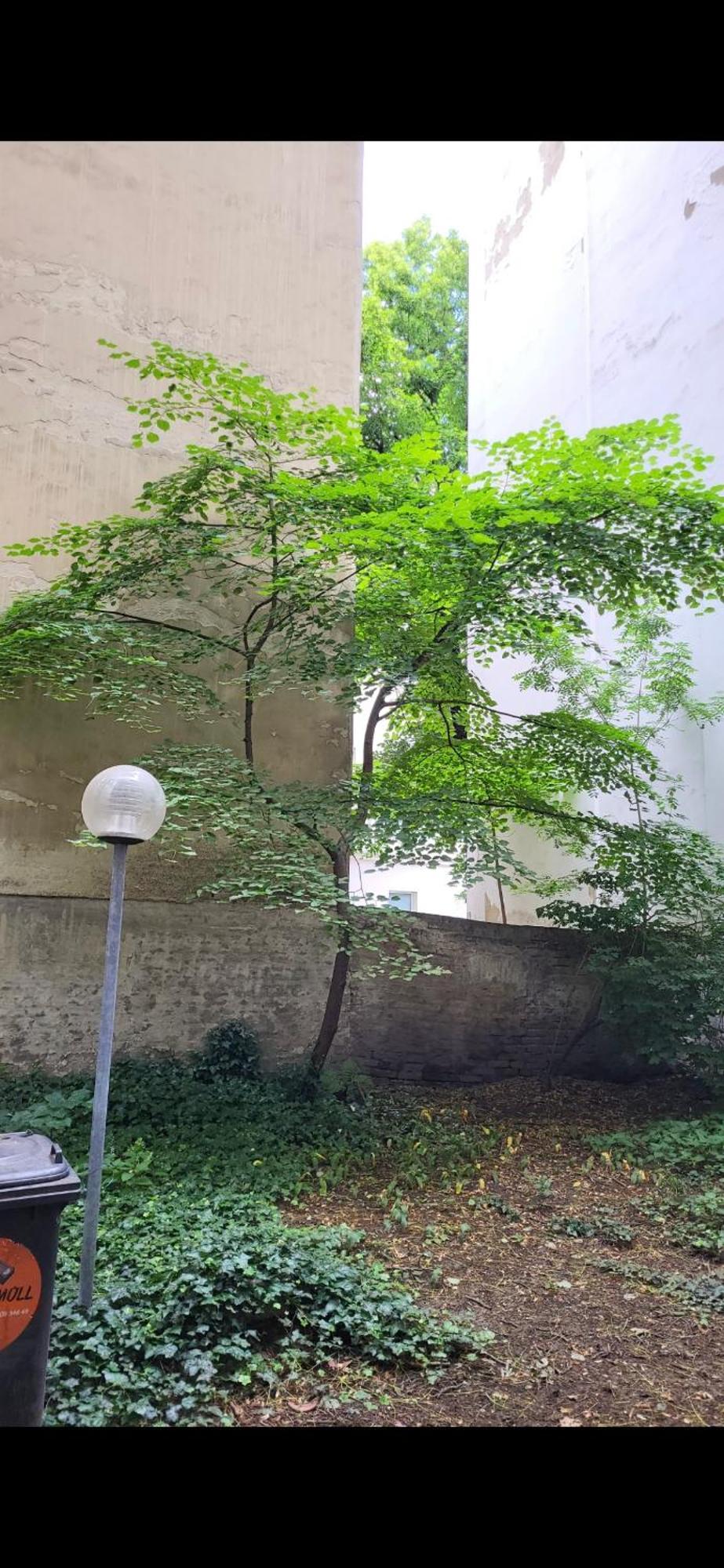 Schoene Altbauwohnung Zentrum Brigittenauer Laende 32
