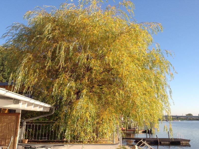 Apartment Ajo - Alte Donau Garden Flat - Self-check-in *