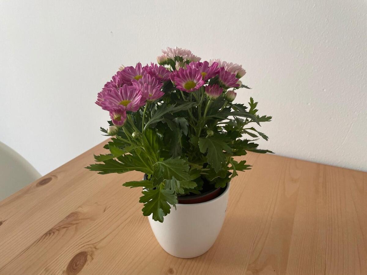 Apartment Cosy Near Center & Station Vienna