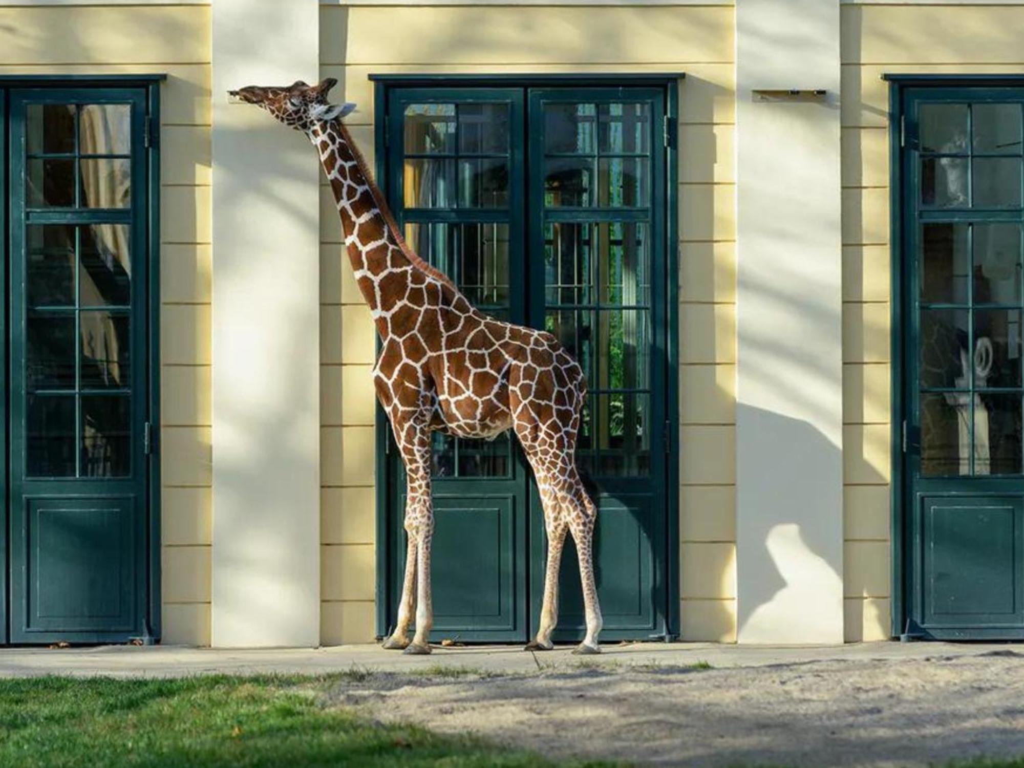 Kaiser Lodge With Rooftop Pool & Underground Car Park - An Alpenluxus Appartement, Vienna *