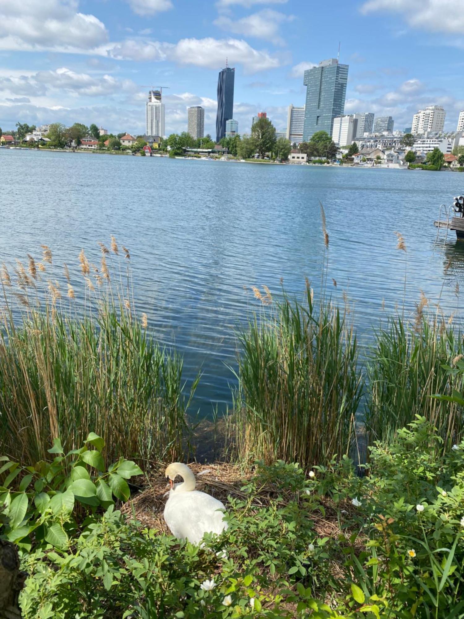 U1 Alte Donau Old Danube City 2 *