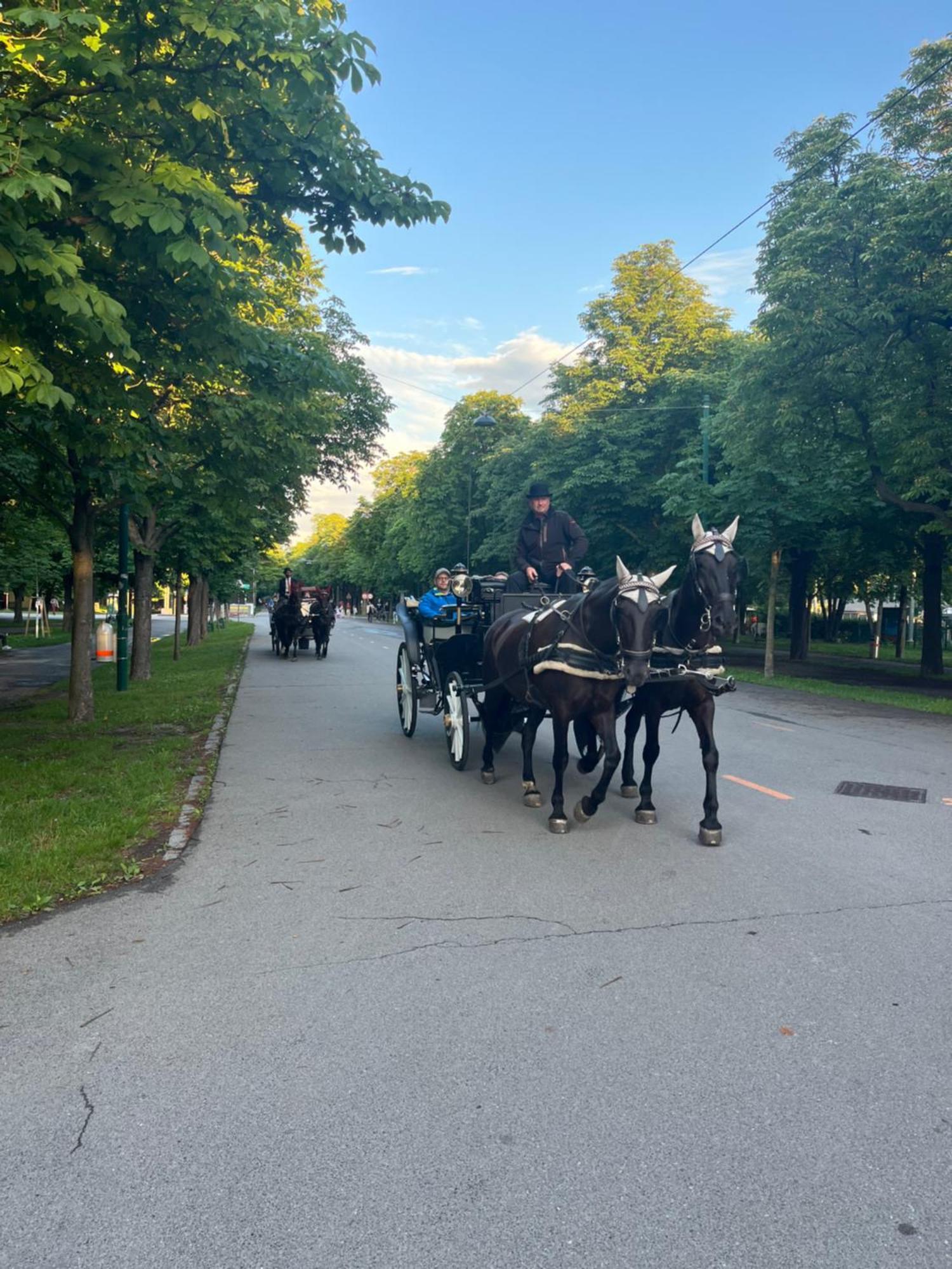 Park Appartamento Vienna